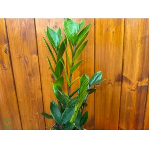 Zamiokulkas (Zamioculcas zamifolia) - výška 25-35 cm, kont. C2L - OKRASNÝ KVETINÁČ 